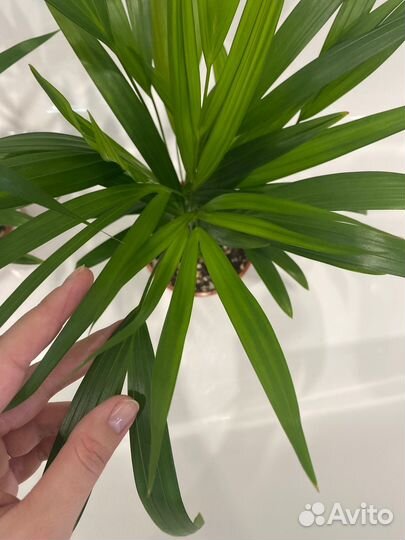 Пальма Арека (Дипсис, Хризалидокарпус)