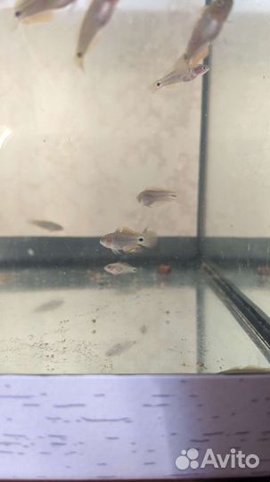 Рыбка в аквариум Элеотрис ковровый