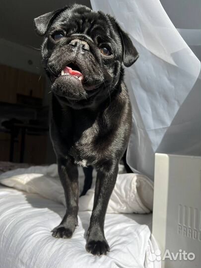 Мопс вязка мальчик
