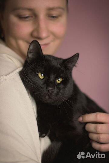 Косоглазая мини-пантера в добрые руки