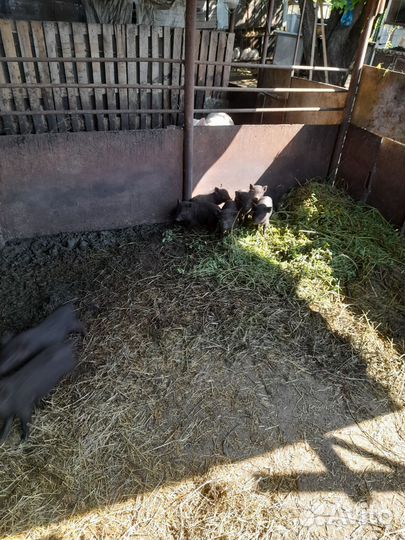 Вьетнамские поросята