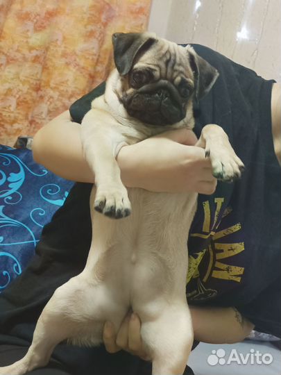Мопс девочка