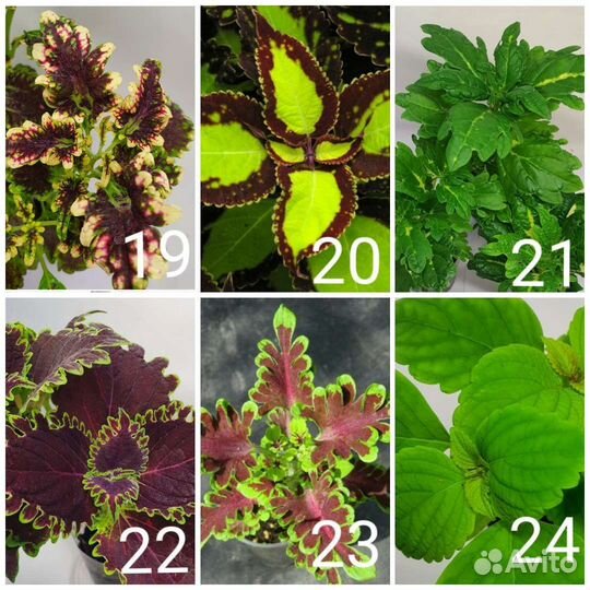 Колеусы сортовые вегетативные Отправлю почтой