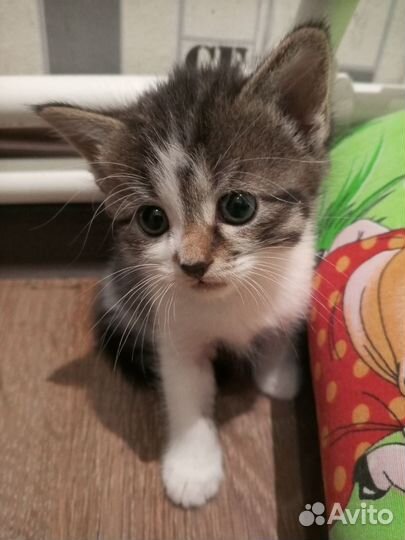 Отдам в добрые руки