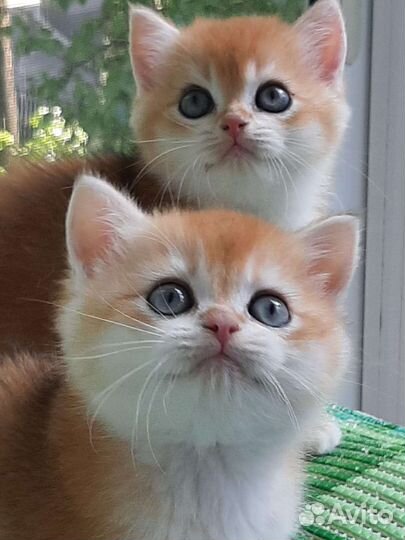 Золотые британские котята