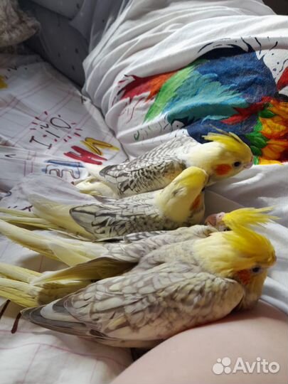 Попугай корелла птенец