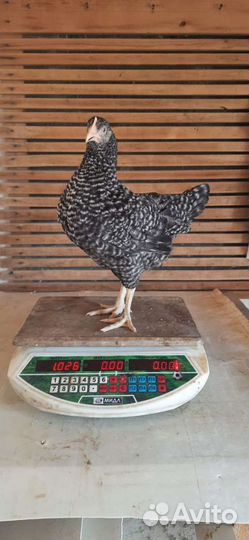 Куры несушки молодки