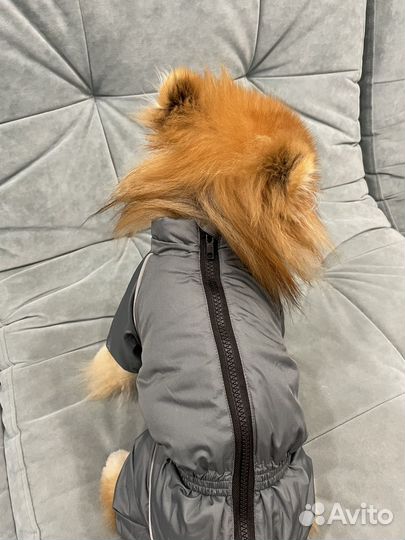 Зимний комбинезон для маленькой собаки