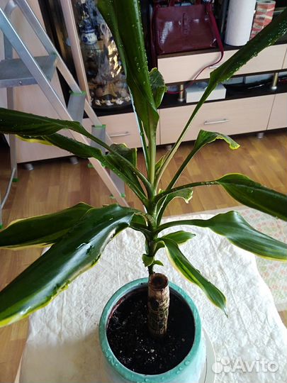 Комнатные цветы драцена