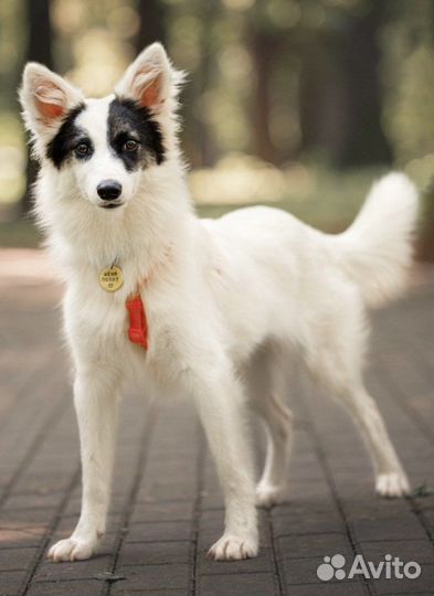 Собака в добрые руки