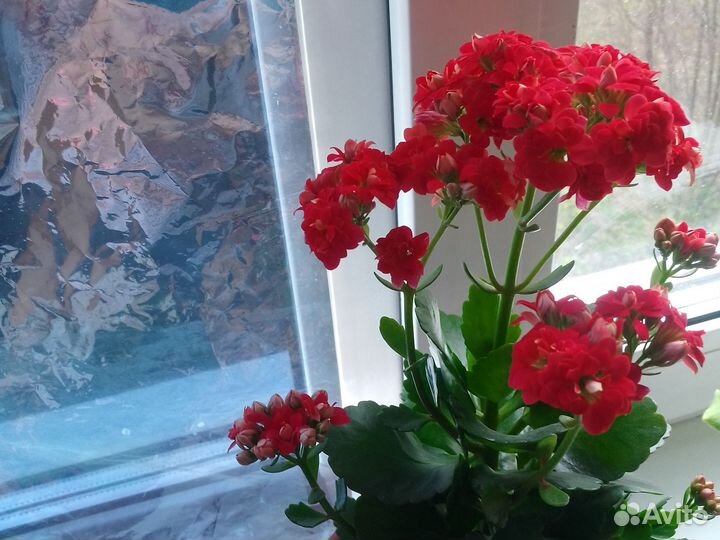 Каланхоэ