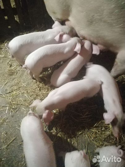 Поросята породы ландрас