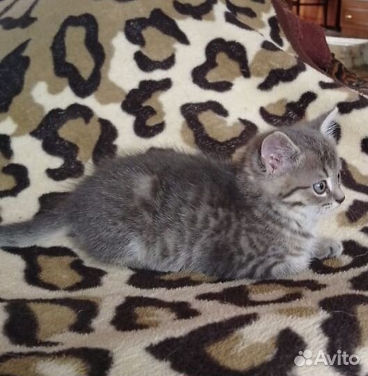 Котик