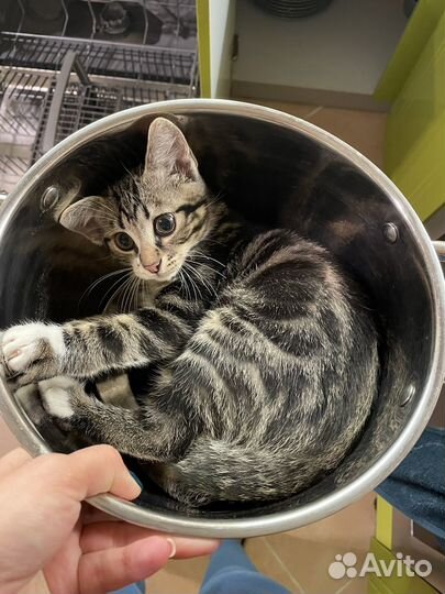 Кот в добрые руки