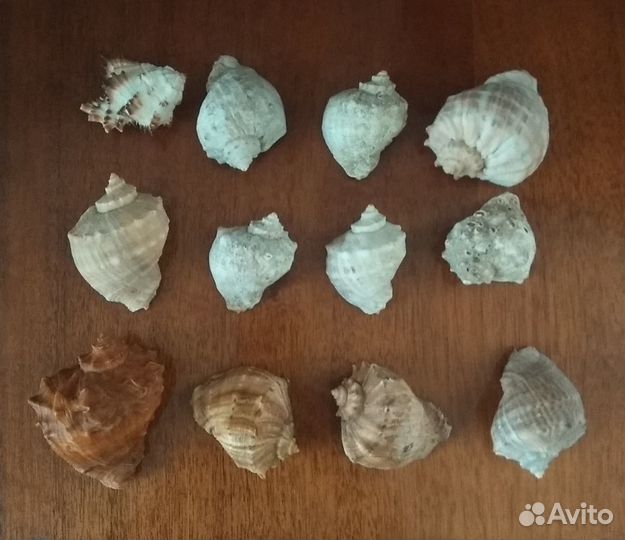 Морские раковины Кораллы