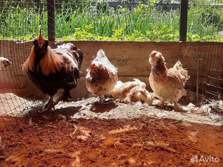 Фавероль семья