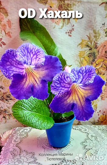 Стрептокарпус ч.5