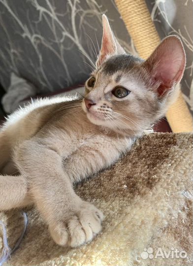 Абиссинский кот голубого окраса