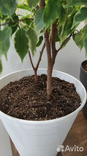 Фикус Бенджамина