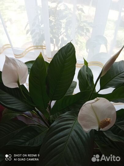 Спатифиллум