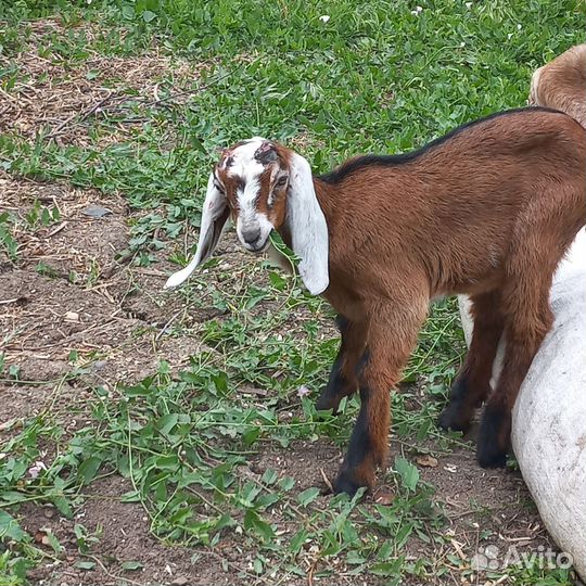 Англо нубийские козы