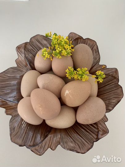 Яйца цесарки диетические и гипоаллергенные