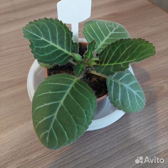 Глоксиния махровая