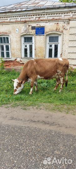 Сименталка