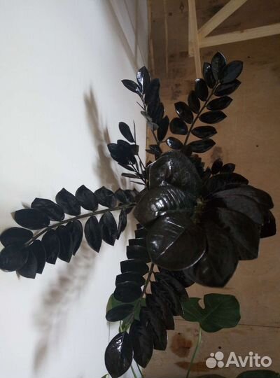 Замиокулькас black