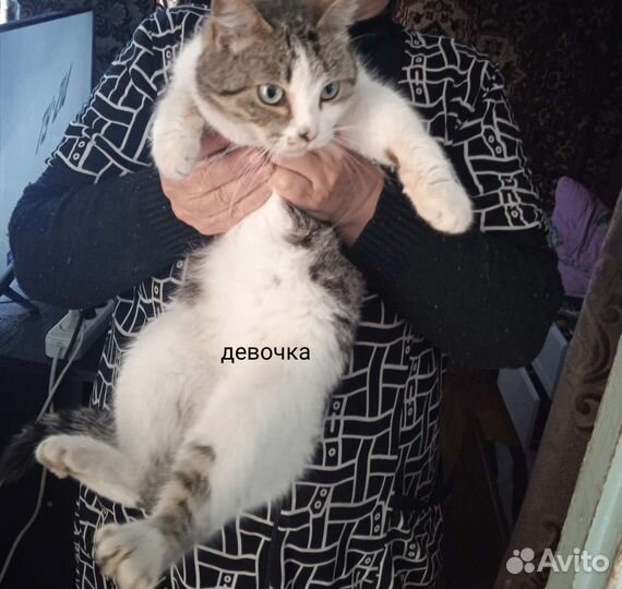 Кошка