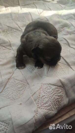 Щенки пекинеса