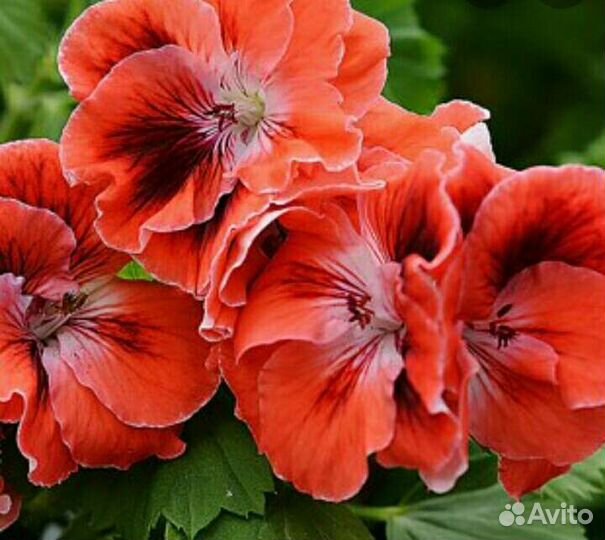 Пеларгонии