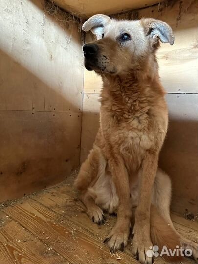 Златан из приюта никому не нужен