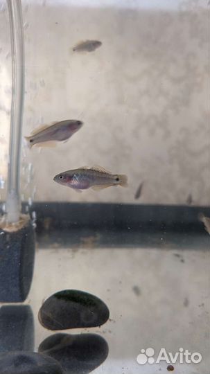 Рыбка в аквариум Элеотрис ковровый