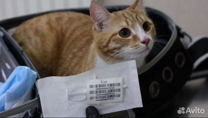 Частный ветеринар на выезд. Работаю круглосуточно