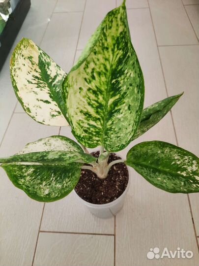 Аглаонема White rose