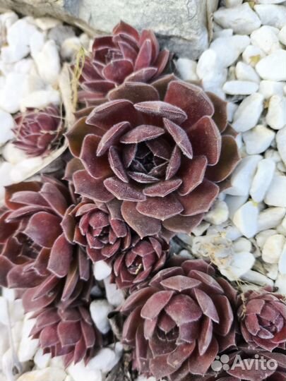 Набор из 10 разных видов Каменных роз или молодило