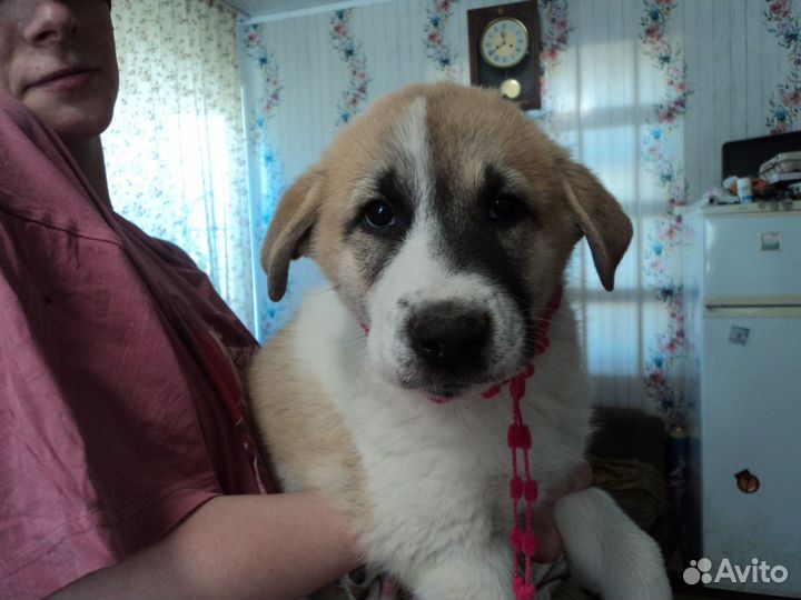 Щенки пиренейской горной собаки