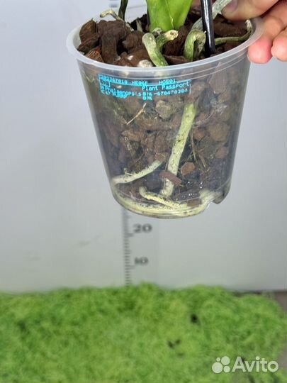 Орхидея фаленопсис Дикий кот бабочка