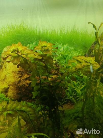 Аквариумные растения