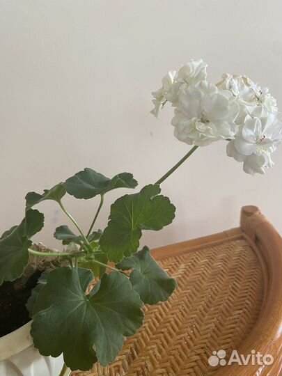 Сортовые пеларгонии в горшочках