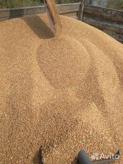 Озимая пшеница