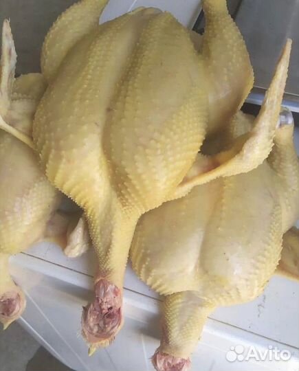 Курица Оптом