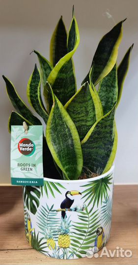 Сортовые Сансевиерии в ассортименте