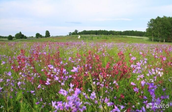 Мёд из Алтая оптом