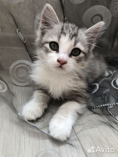 Котенок в добрые руки