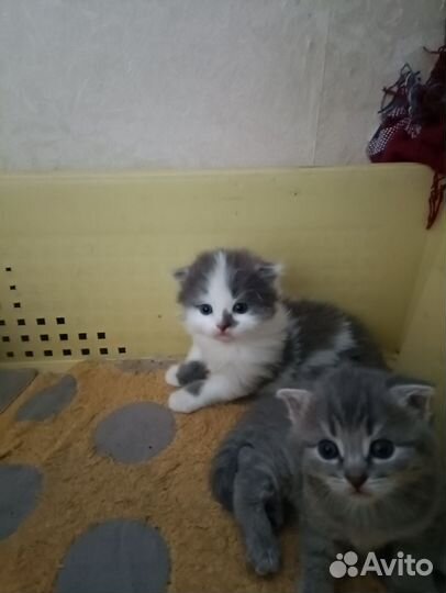 Британские вислоухие котята