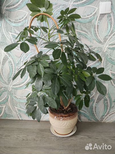 Шефлера 95 см кашпо керамика