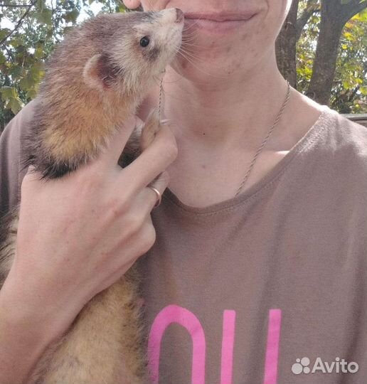 Хорек мальчик