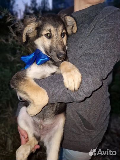 Щенок в добрые руки